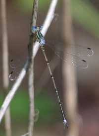 Slender Spreadwing